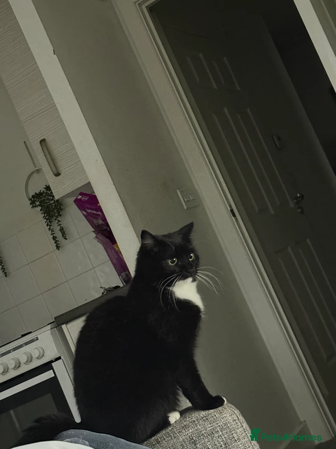 Mixed Breed cats for sale: Luna&tilly - Advert 1