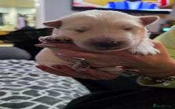 German Shepherd dogs for sale: Amazing german shepherd puppies for rehousing  - Advert 6