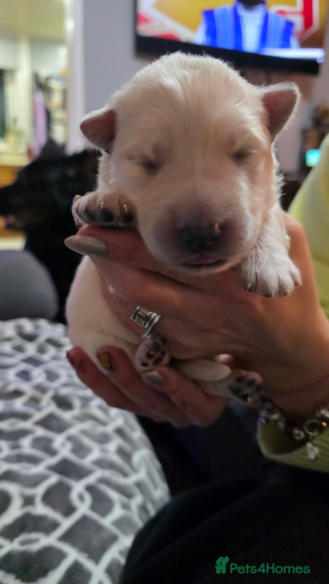 German Shepherd dogs for sale: Amazing german shepherd puppies for rehousing  - Advert 6