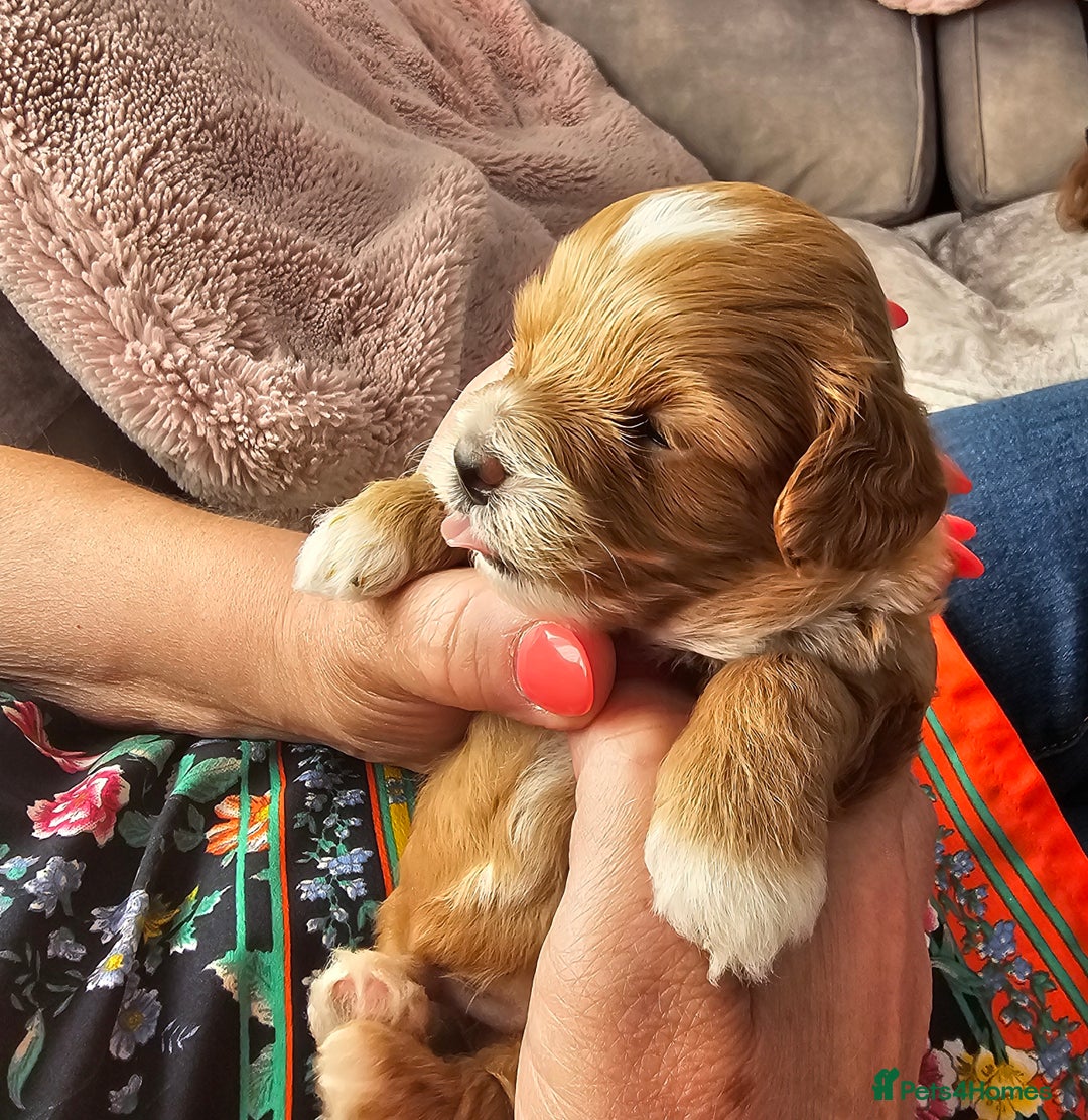 Mixed Breed dogs for sale: BEAUTIFUL SMALL MALTIPOO  BABY'S  - Image 2