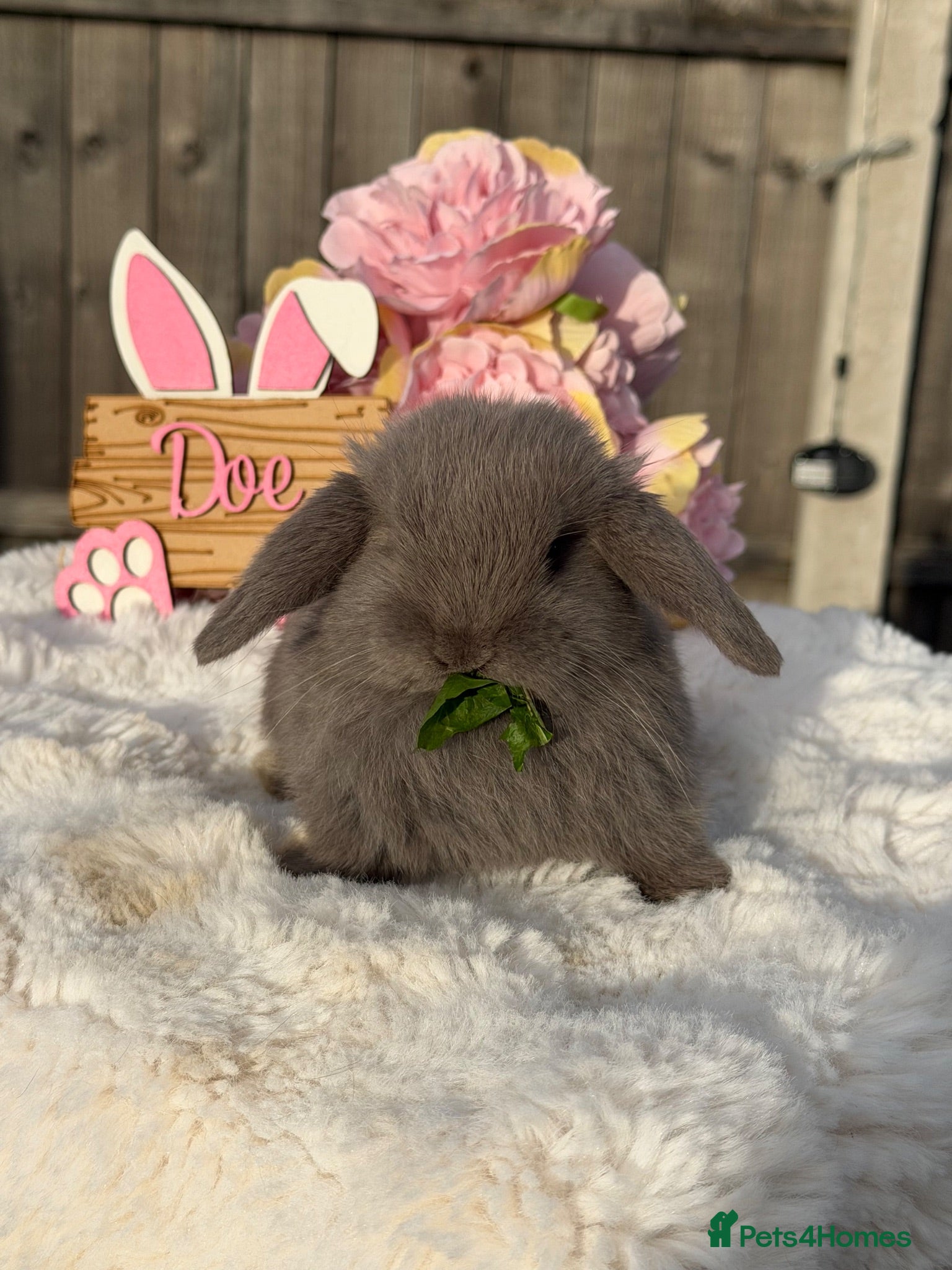Mini Lop rabbits Gorgeous Mini Lops ready 22nd September - Advert 1