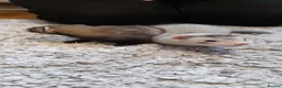 Ferret rodents for sale: Beautiful Kits Ready Now - Advert 9