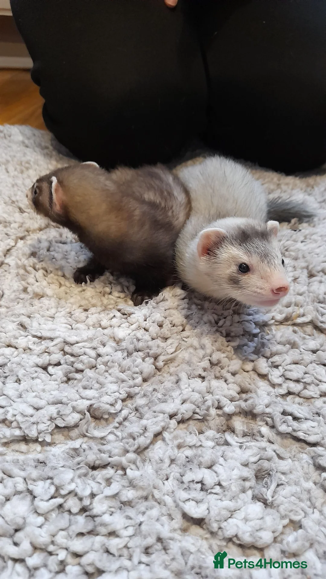 Ferret rodents for sale: Beautiful Kits Ready Now - Advert 9