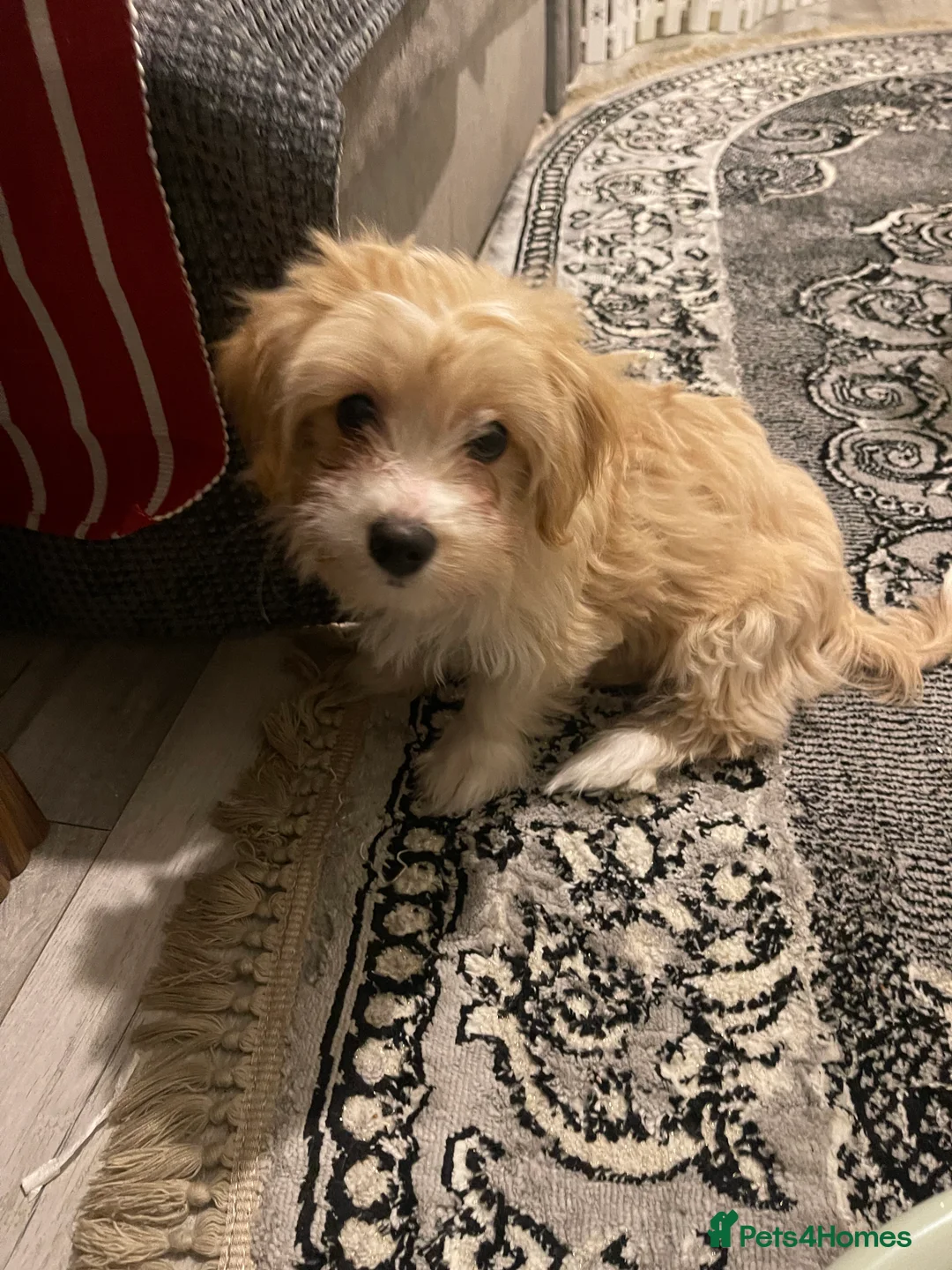 Morkie dogs for sale: Morkie  - Advert 4