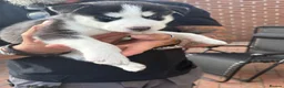 Siberian Husky dogs for sale: Siberian Husky puppies 1 boy 4 girls - Advert 8