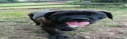 Mixed Breed dogs for sale: Saint Bernard Neapolitan x Boerboel Neapolitanbull - Advert 4
