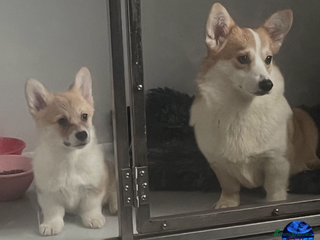 Welsh Corgi Pembroke dogs Kc adult girl for sale she is 2yrs old in February - Advert 6