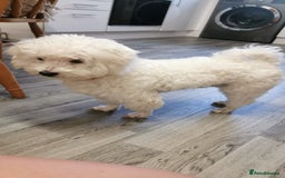 Bichon Frise dogs for stud: Boy, male. in Peterborough - Image 4