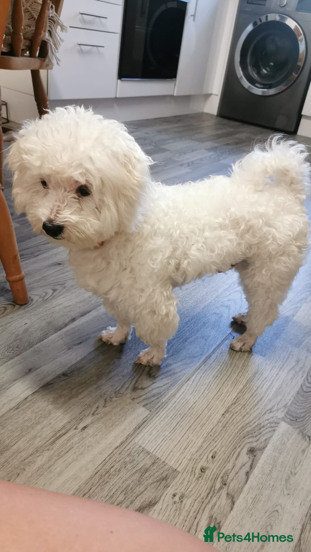 Bichon Frise dogs for stud: Boy, male. in Peterborough - Image 4