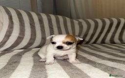 Chihuahua dogs for sale: Female Chihuahua Puppy💕 - Advert 7