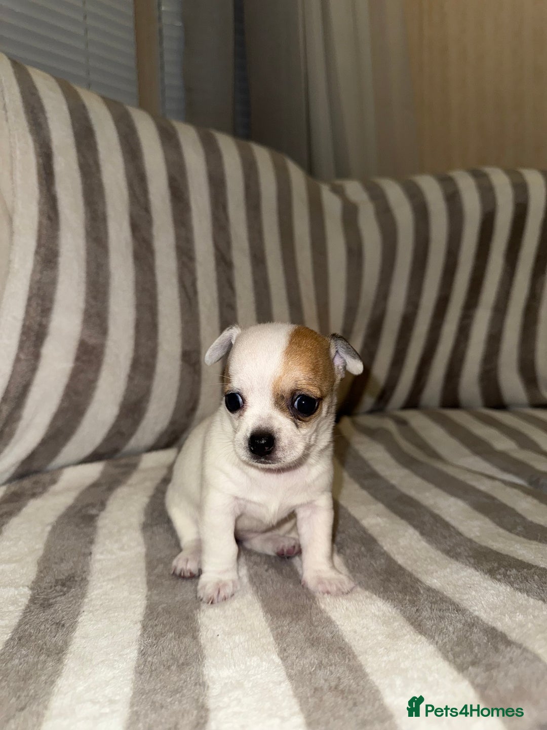 Chihuahua dogs for sale: Female Chihuahua Puppy💕 - Advert 7