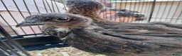 Chickens poultry for sale: Stunning Crypt Walkers and other breeds in Wrexham - Advert 5