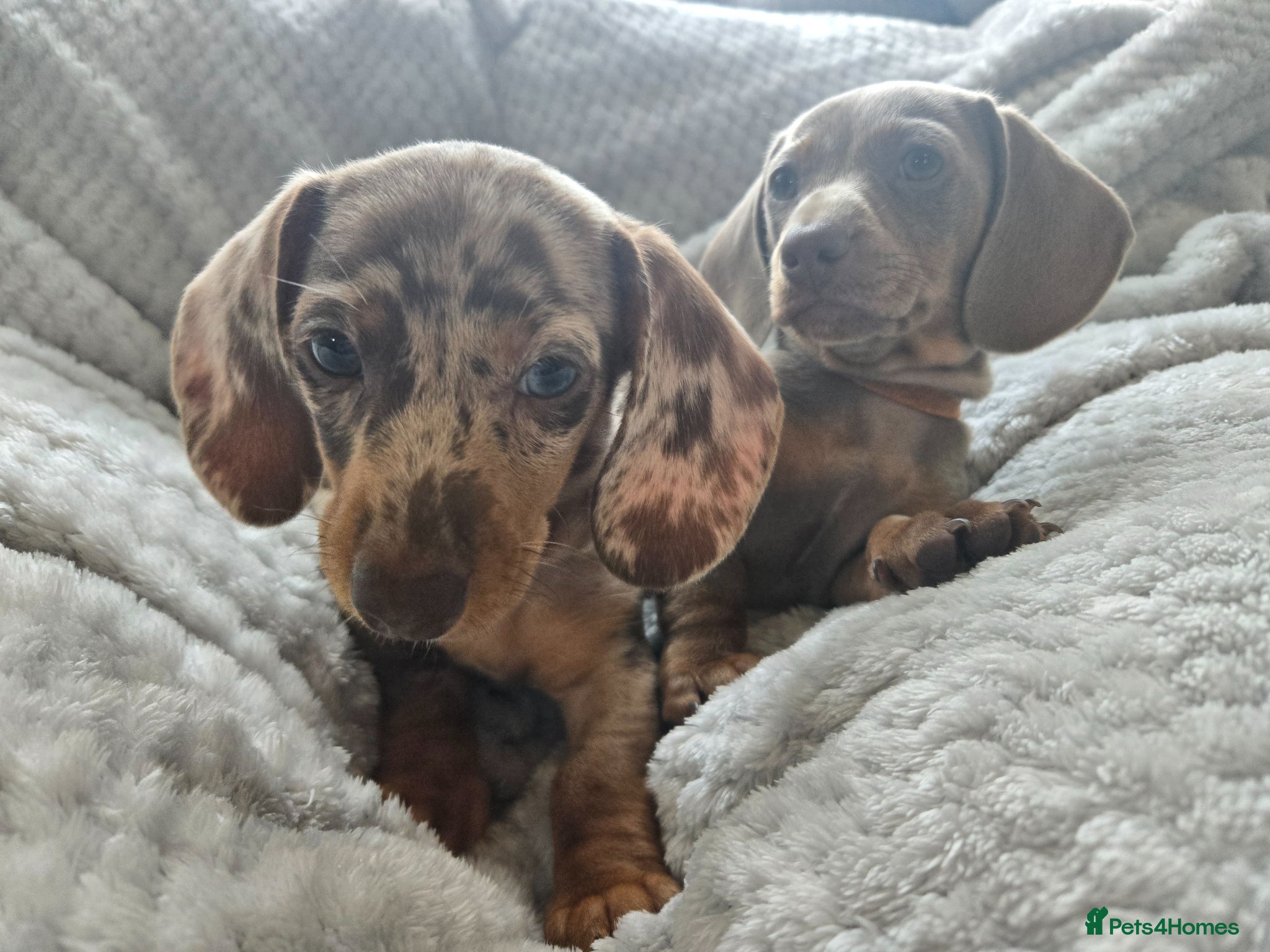 Miniature Dachshund dogs 2 little babies available, collect today - Reduced - Advert 9