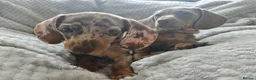 Miniature Dachshund dogs for sale: Only 2 left! Miniature Dachshund Puppies - Advert 4