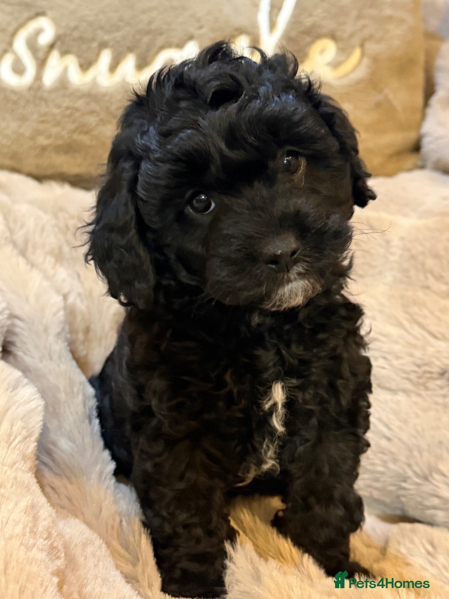 Cavapoo dogs F1 Cavapoo Black Girl - Advert 1