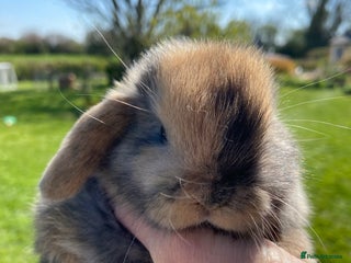 Mini Lop rabbits - Advert 17