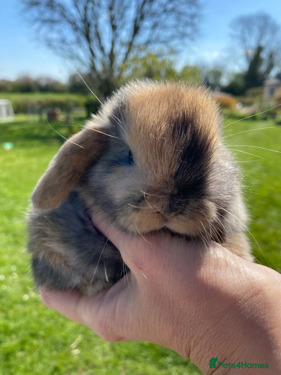 Mini Lop rabbits for sale: Beautiful pure breed mini lops  - Advert 1