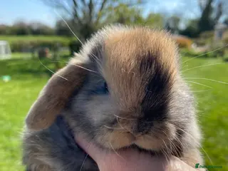 Mini Lop rabbits Beautiful pure breed mini lops - Advert 1