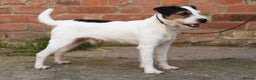Parson Russell dogs for sale: Gorgeous Parson Russell Boy Puppy - Advert 14