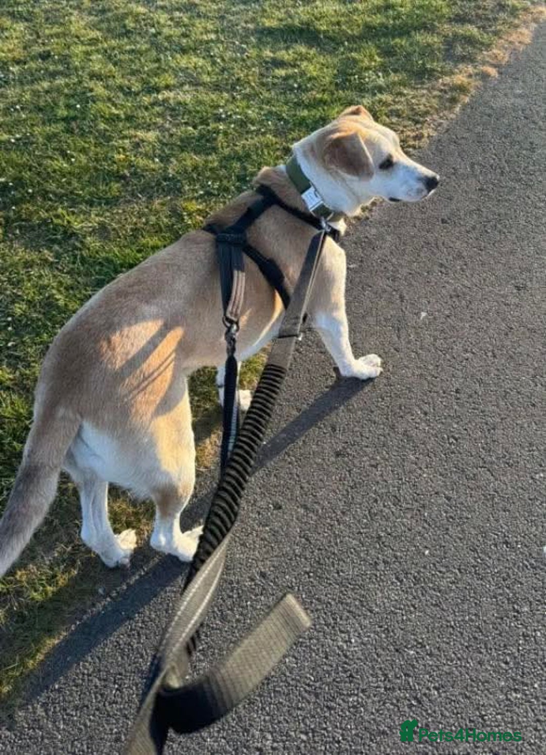 Mixed Breed dogs for adoption: Meet Freya, currently residing in Ormskirk  - Image 8