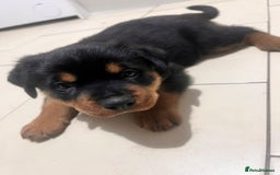 Rottweiler dogs for sale: 8 weeks old rottweiler ready to leave now last 1 - Advert 4
