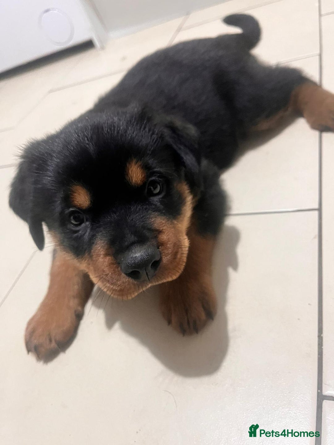 Rottweiler dogs for sale: 8 weeks old rottweiler ready to leave now last 1 - Advert 4