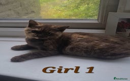 British Shorthair cats for sale: Ready to leave*bsh babies - Image 10