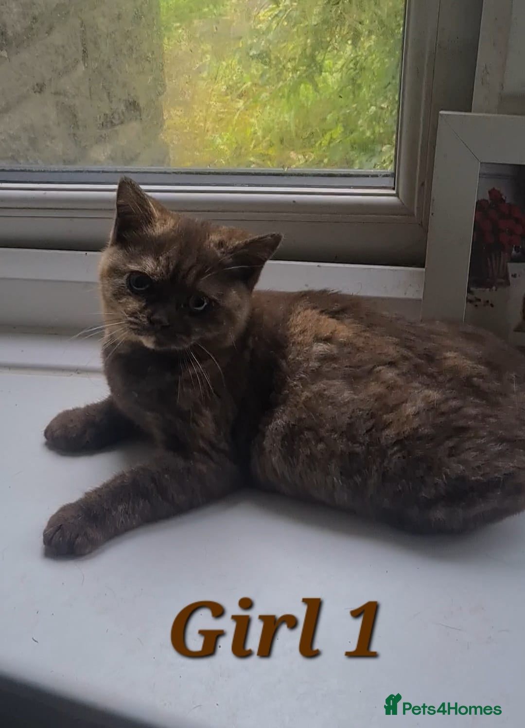 British Shorthair cats for sale: Ready to leave*bsh babies - Image 10