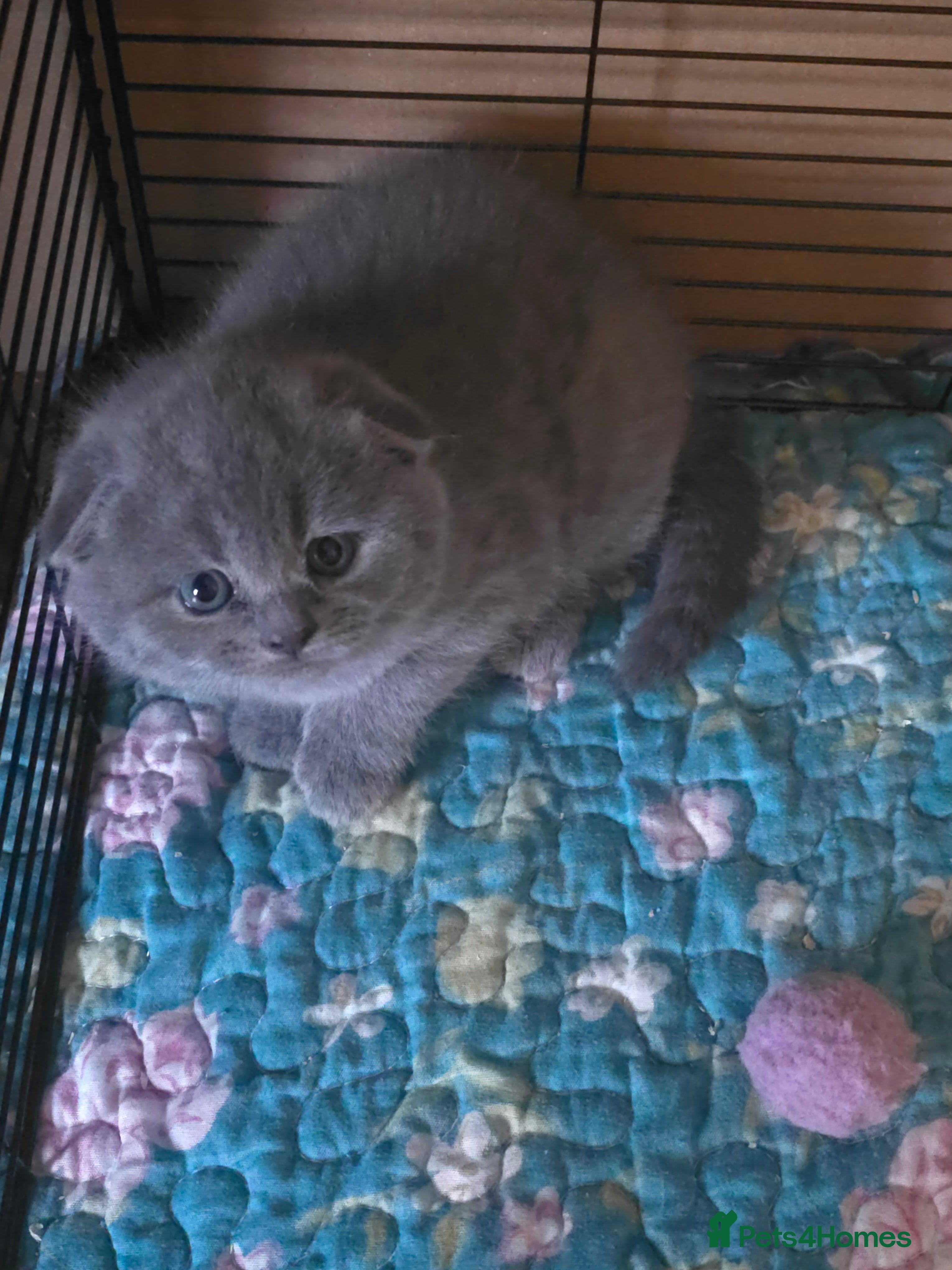 Scottish Fold cats 🥰💕Reservation list for 3 kittens is open💜🩵 - Advert 4