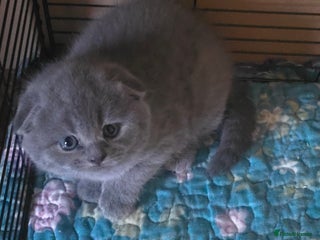 Scottish Fold cats 🥰💕Reservation list for 3 kittens is open💜🩵 - Advert 11