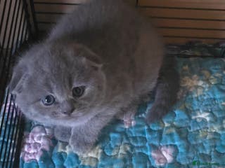 Scottish Fold cats 🥰💕Reservation list for 3 kittens is open💜🩵 - Advert 12