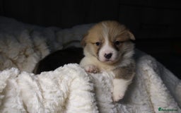 Welsh Corgi Pembroke dogs for sale: Naturally bobbed unique babies - Image 23