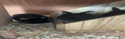 Netherland Dwarf rabbits for sale: Pure Bred Netherland Dwarf Rabbits  - Advert 11