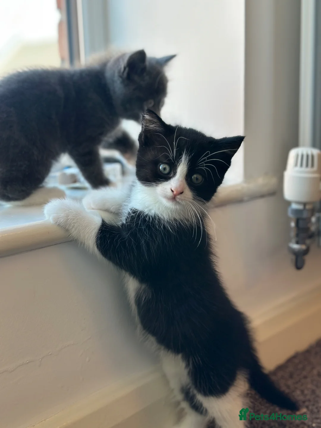 British Longhair cats for sale: We’re looking for new home in Liverpool - Advert 2