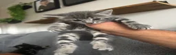 Mixed Breed cats for sale: 3 beautiful kittens - Advert 4