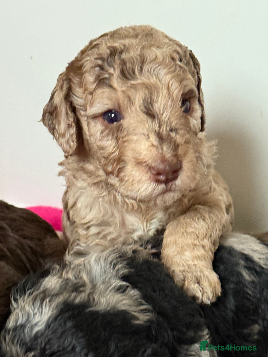 Cockapoo dogs for sale: Stunning Merle cockapoos - Image 10