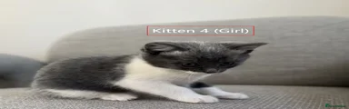 Kitten 4 (girl)