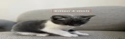 Mixed Breed cats for sale: Cute and playful kittens looking for a new home - Advert 13
