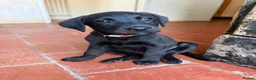 Labrador Retriever dogs for sale: Two left. Beautiful Black Labrador pups.  - Advert 3