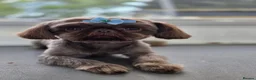 Shih Tzu dogs for stud: Stunning imperial chocolate shih Tzu - Advert 3