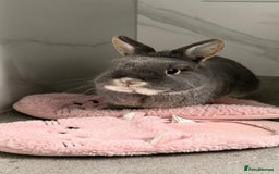 Netherland Dwarf rabbits for sale: 2yo NetherlandDwarf Boy Perrito Needs a lovin Home - Image 3