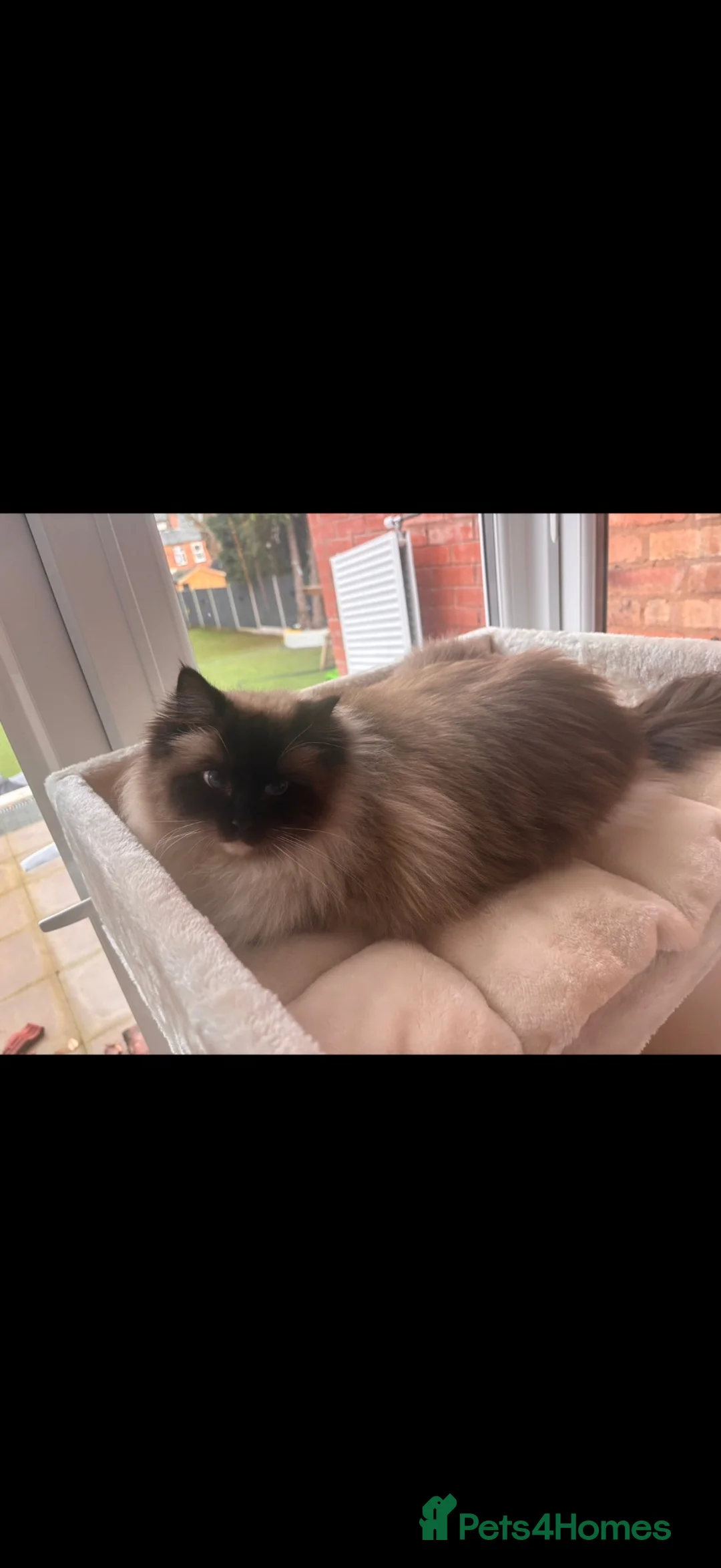 Ragdoll cats for sale: Ragdoll Female 2.5 yrs old pure pedigree in Birmingham - Advert 2