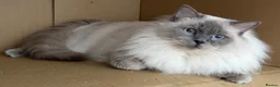 Ragdoll cats for sale: GCCF Blue Point Ragdoll male for rehome/co-own - Advert 2