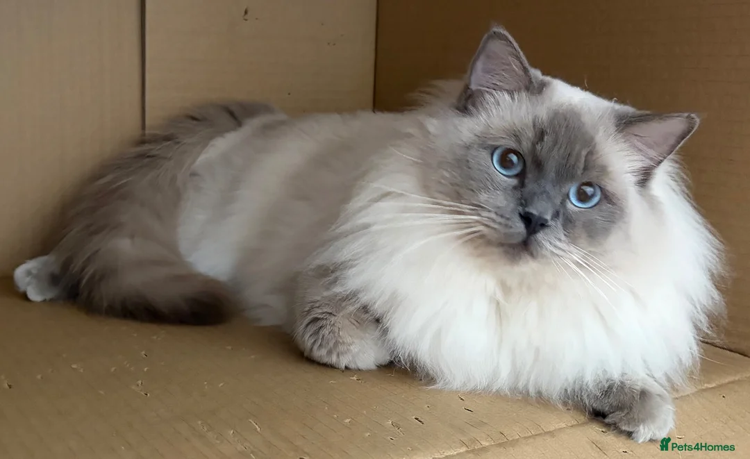 Ragdoll cats for sale: GCCF Blue Point Ragdoll male for rehome/co-own - Advert 2