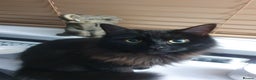 Mixed Breed cats for sale: Beautiful black cat 1 year old read description 🙏 - Advert 6