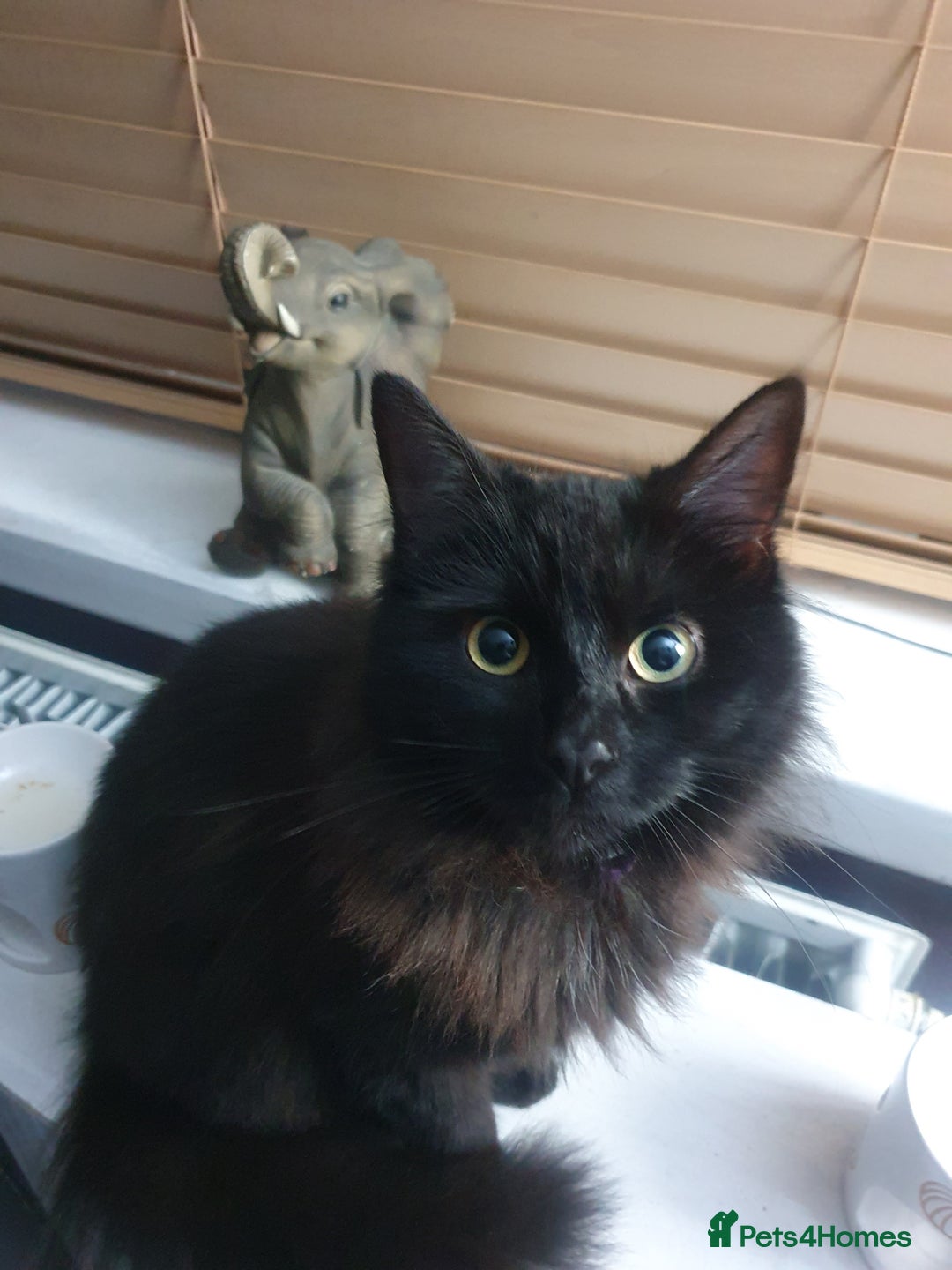 Mixed Breed cats for sale: Beautiful black cat 1 year old read description 🙏 - Advert 6
