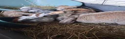 Mini Lop rabbits for sale: Mini lop kits rabbits  - Advert 1