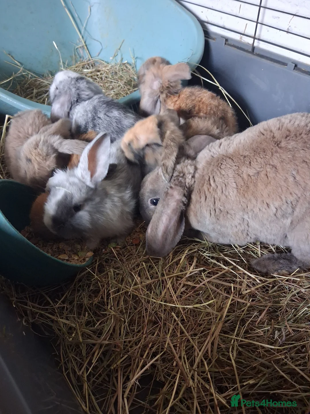 Mini Lop rabbits for sale: Mini lop kits rabbits  - Advert 1