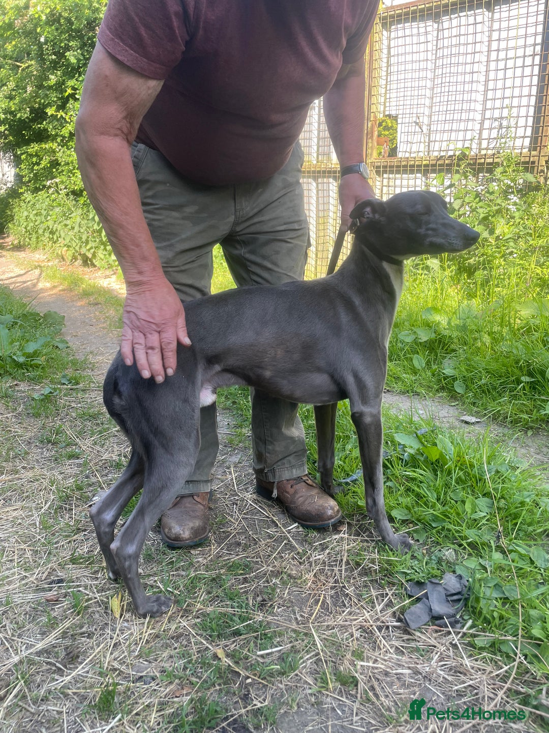 Whippet dogs for sale: Whippet Puppies - Image 7