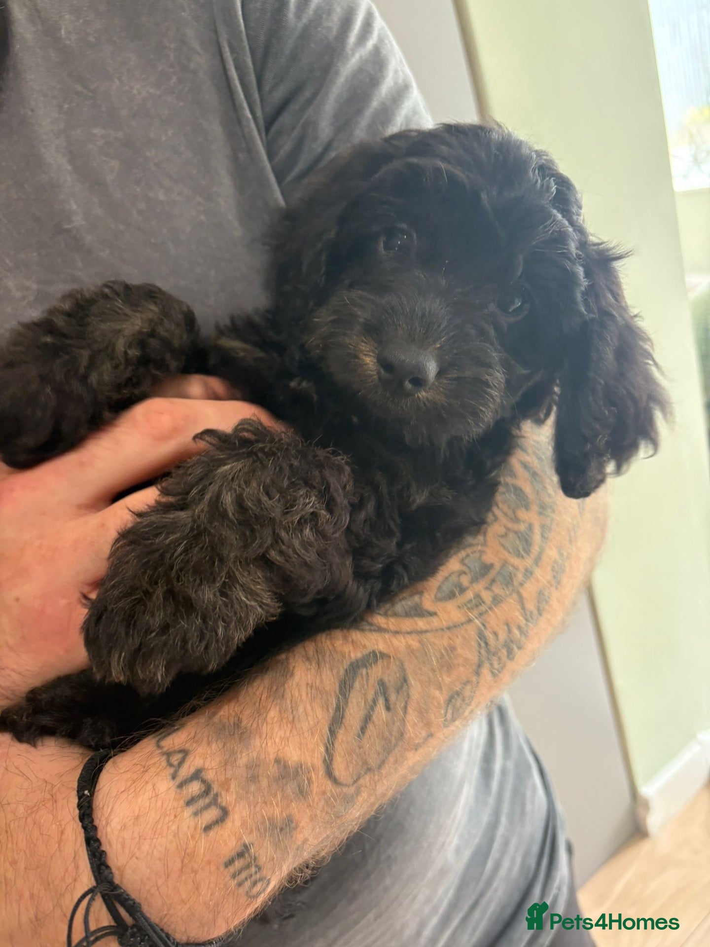 Cockapoo dogs Cockerpoo Puppy Dotty - Advert 5